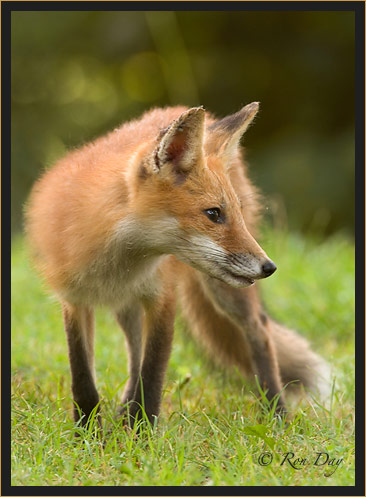 Red Fox (Vulpes vulpes), Oklahoma